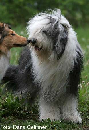 Spotty und Panja