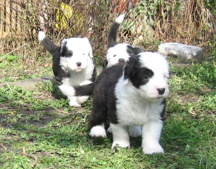 Amelie, Arwen und Aubrey vom Hasenwappen