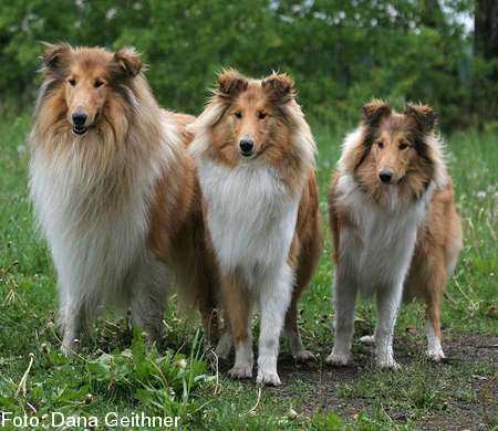 Panja mit Schwester Prixa und Vater Zealous Defender